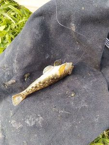 Common Goby