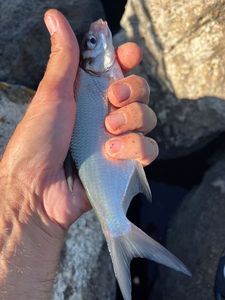 Common Bream