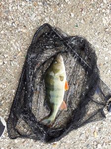 European Perch