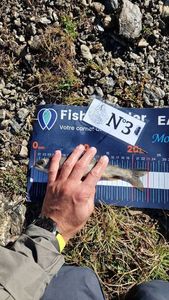 Arctic Char