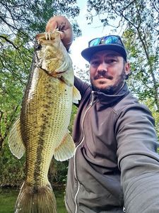 Largemouth Bass