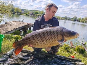 Common Carp