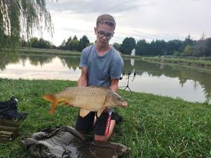 Common Carp