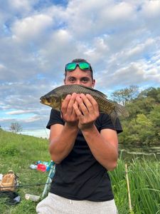 Crucian Carp