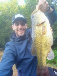 Largemouth Bass