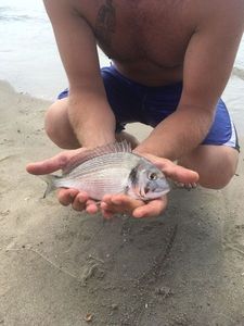 Gilthead Seabream