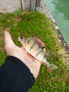 European Perch