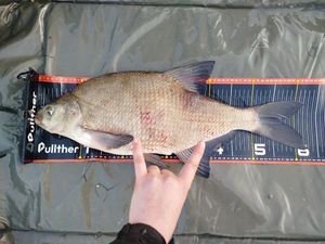 Common Bream