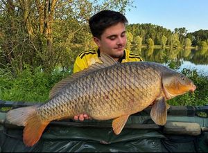 Common Carp