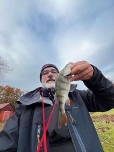 European Perch