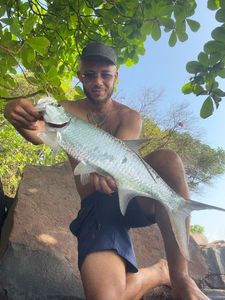 Tarpon