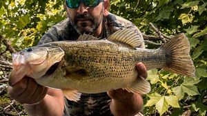 Largemouth Bass