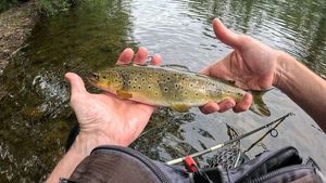 Brown Trout