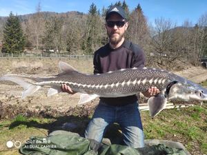Sturgeon