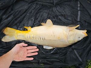 Mirror Carp