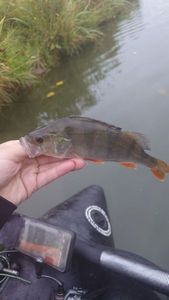 European Perch