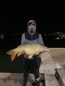 Common Carp