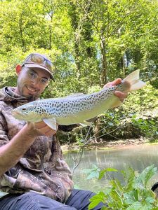 Brown Trout