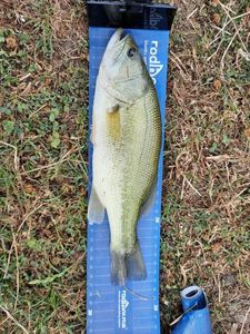 Largemouth Bass
