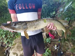 Northern Pike