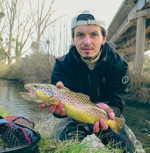 Brown Trout