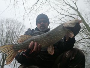 Northern Pike