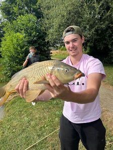 Common Carp