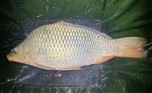 Common Carp