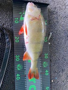 European Perch