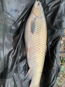 Grass Carp