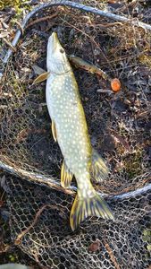 Northern Pike