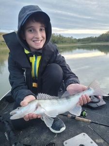 Zander