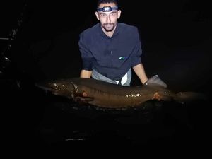 Sturgeon