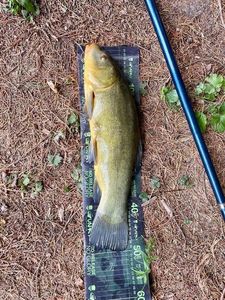 Tench