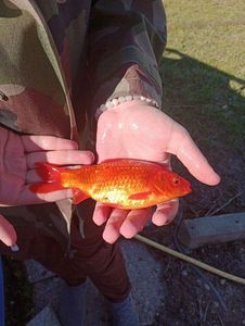African Red Snapper