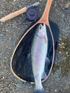 Rainbow Trout
