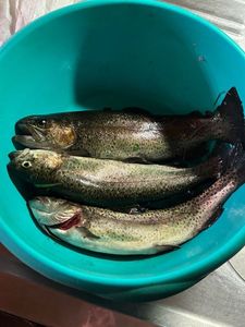 Rainbow Trout