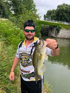 Largemouth Bass