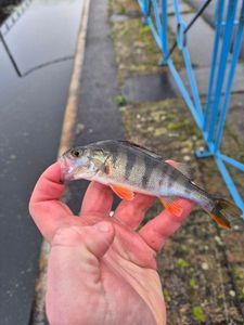 European Perch