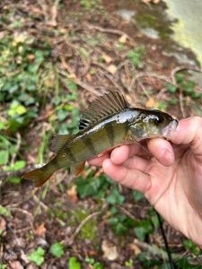 European Perch