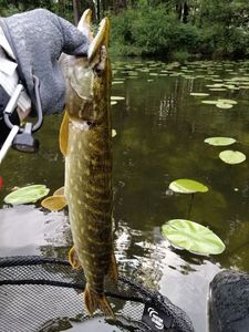 Northern Pike