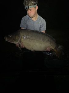Mirror Carp