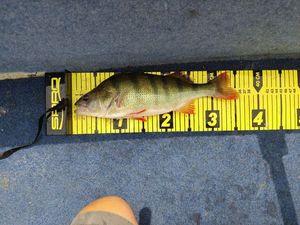 European Perch