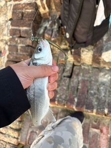 European Bass (Seabass)