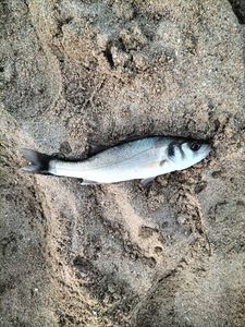 European Bass (Seabass)