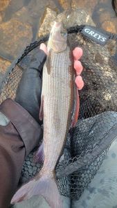 Grayling