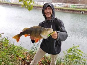 European Perch