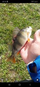 European Perch