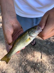 Largemouth Bass