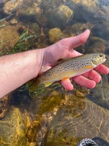 Brown Trout
